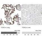 Atlas Antibodies Anti-ITGA3 Antibody