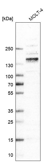 Atlas Antibodies Anti-ITGA4 Antibody