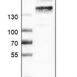 Atlas Antibodies Anti-ITGA4 Antibody