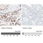 Atlas Antibodies Anti-ITGA5 Antibody
