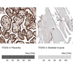 Atlas Antibodies Anti-ITGA5 Antibody