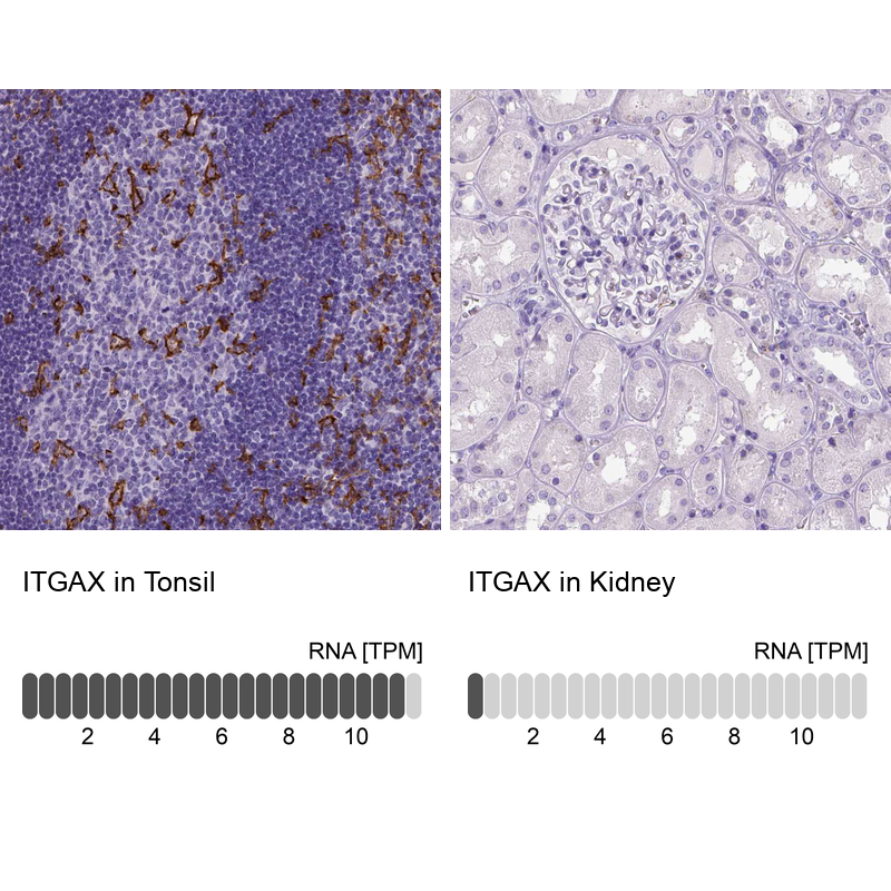Atlas Antibodies Anti-ITGAX Antibody