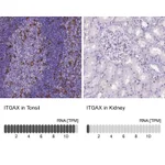 Atlas Antibodies Anti-ITGAX Antibody