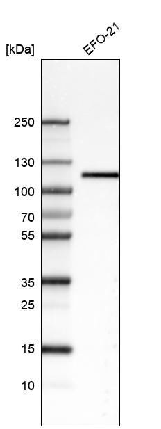 Atlas Antibodies Anti-ITGB3 Antibody