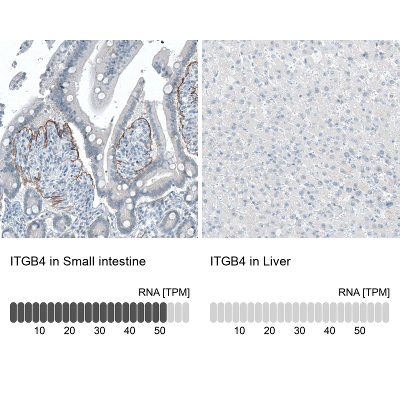 Atlas Antibodies Anti-ITGB4 Antibody