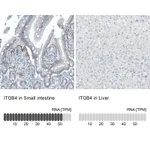 Atlas Antibodies Anti-ITGB4 Antibody