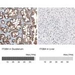 Atlas Antibodies Anti-ITGB4 Antibody