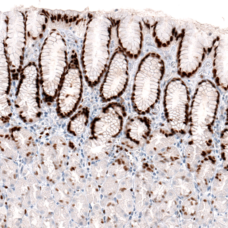 Atlas Antibodies Anti-KLF4 Antibody