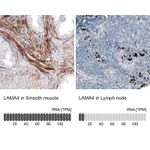 Atlas Antibodies Anti-LAMA4 Antibody