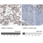 Atlas Antibodies Anti-LAMA5 Antibody