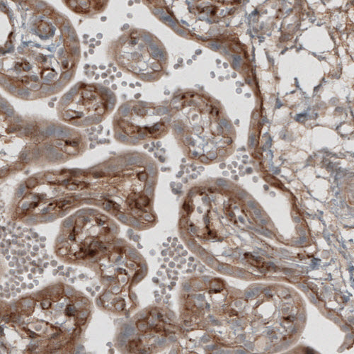 Atlas Antibodies Anti-LAMB1 Antibody
