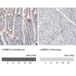 Atlas Antibodies Anti-LAMB3 Antibody
