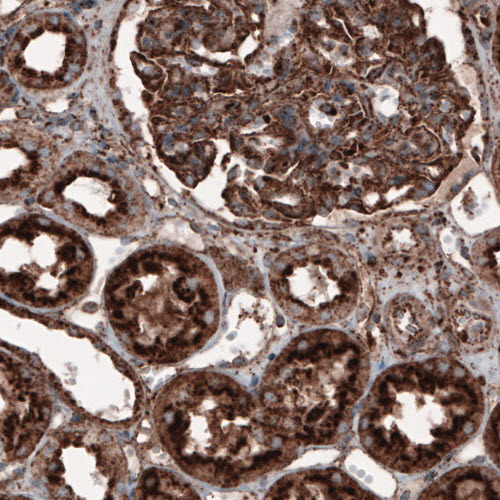 Atlas Antibodies Anti-LAMP1 Antibody