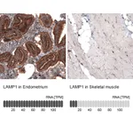 Atlas Antibodies Anti-LAMP1 Antibody