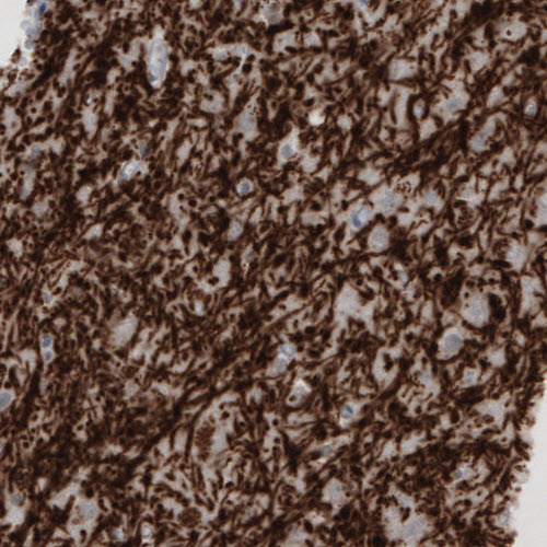 Atlas Antibodies Anti-MBP Antibody