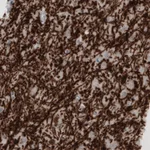 Atlas Antibodies Anti-MBP Antibody