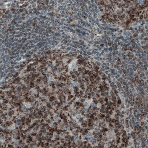 Atlas Antibodies Anti-MCL1 Antibody