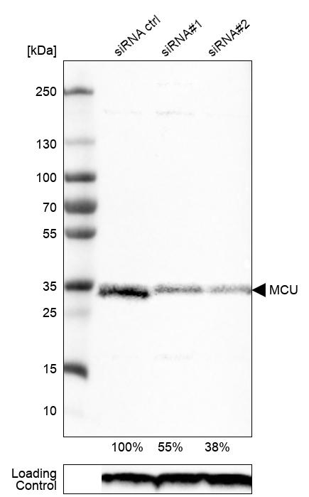Atlas Antibodies Anti-MCU Antibody