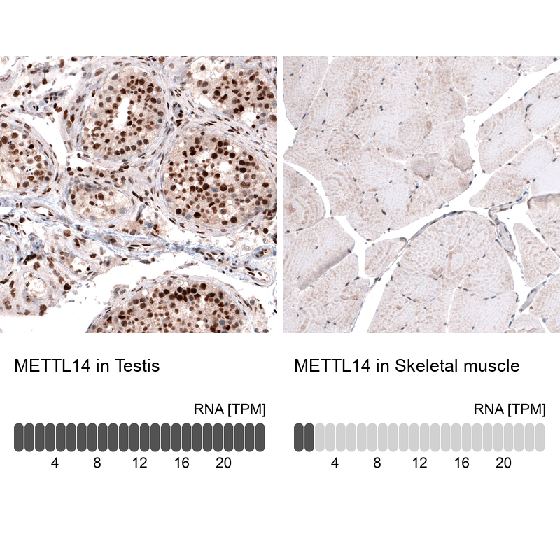 Atlas Antibodies Anti-METTL14 Antibody