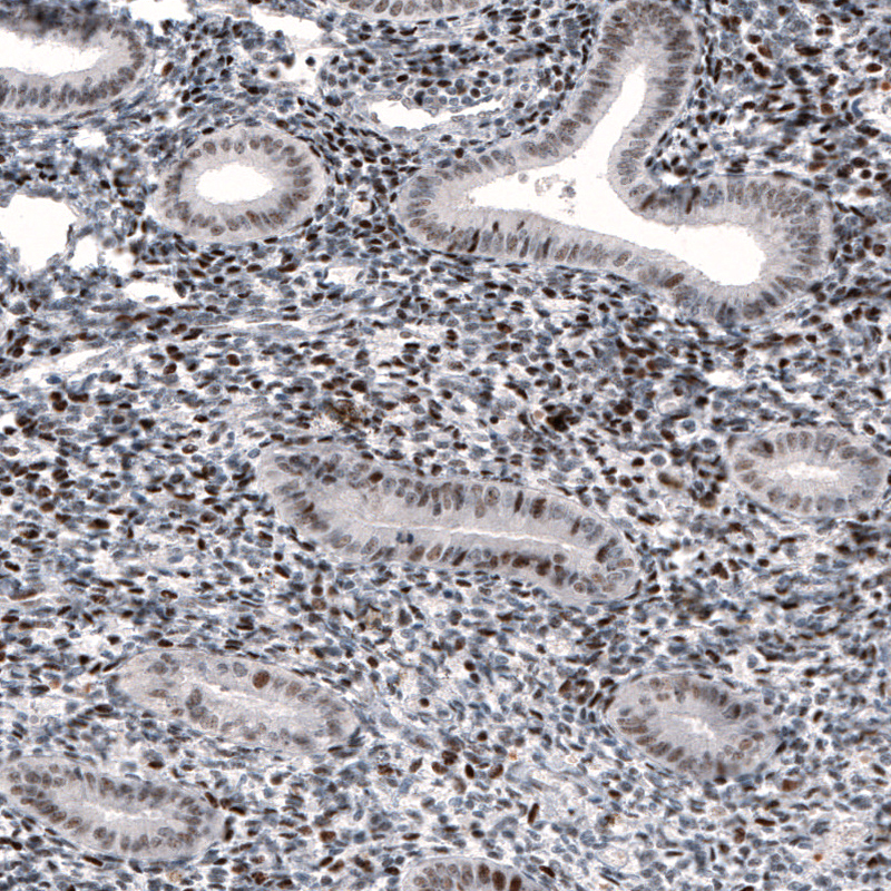Atlas Antibodies Anti-METTL14 Antibody