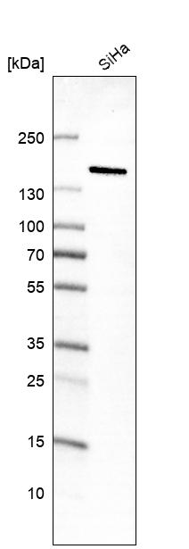 Atlas Antibodies Anti-MKL2 Antibody