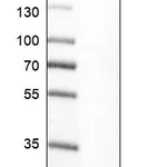 Atlas Antibodies Anti-MKL2 Antibody
