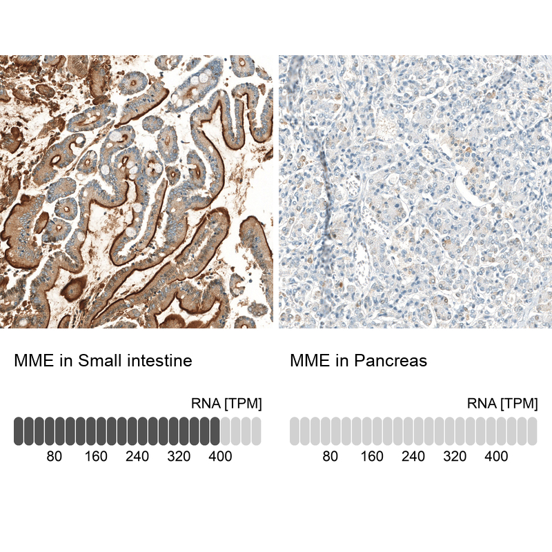 Atlas Antibodies Anti-MME Antibody