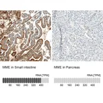 Atlas Antibodies Anti-MME Antibody
