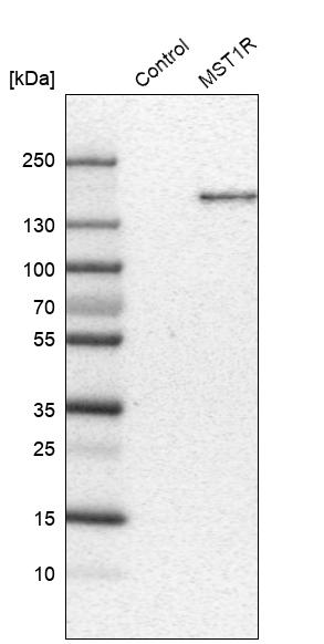 Atlas Antibodies Anti-MST1R Antibody