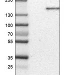 Atlas Antibodies Anti-MST1R Antibody