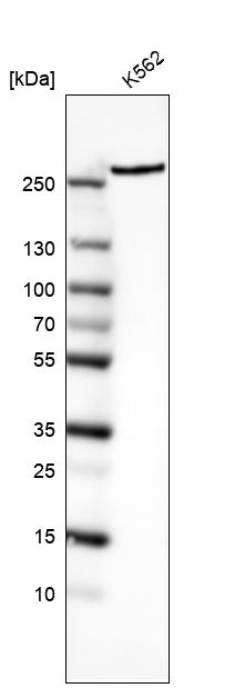 Atlas Antibodies Anti-MTOR Antibody