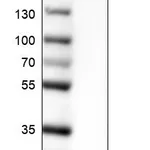 Atlas Antibodies Anti-MTOR Antibody