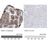 Atlas Antibodies Anti-MUC1 Antibody