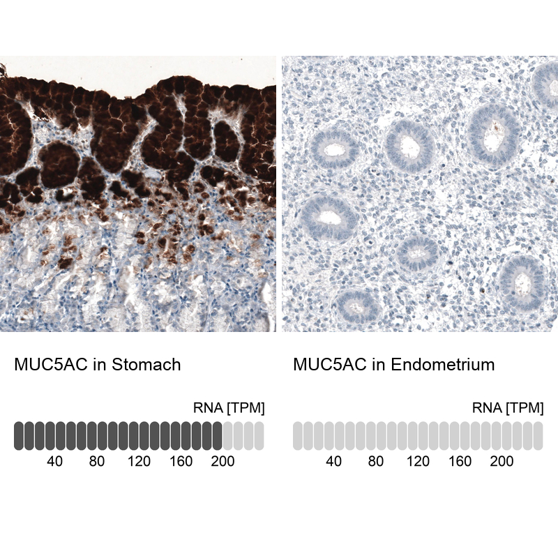 Atlas Antibodies Anti-MUC5AC Antibody