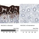 Atlas Antibodies Anti-MUC5AC Antibody
