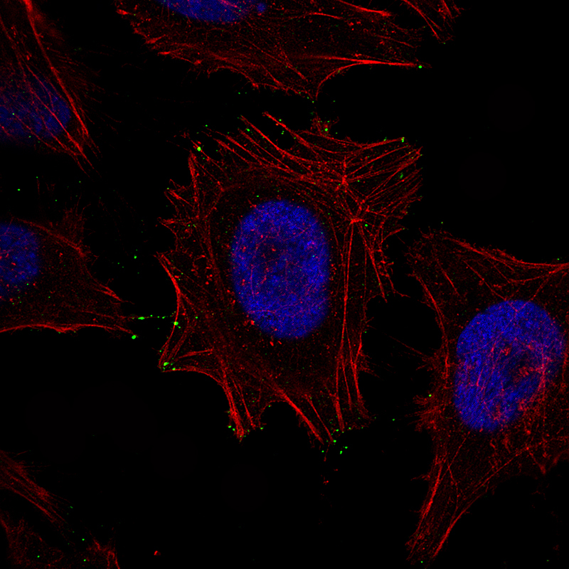 Atlas Antibodies Anti-MYO10 Antibody