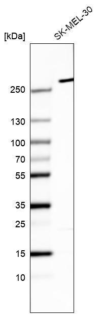Atlas Antibodies Anti-MYO10 Antibody