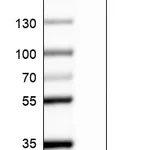 Atlas Antibodies Anti-MYO10 Antibody