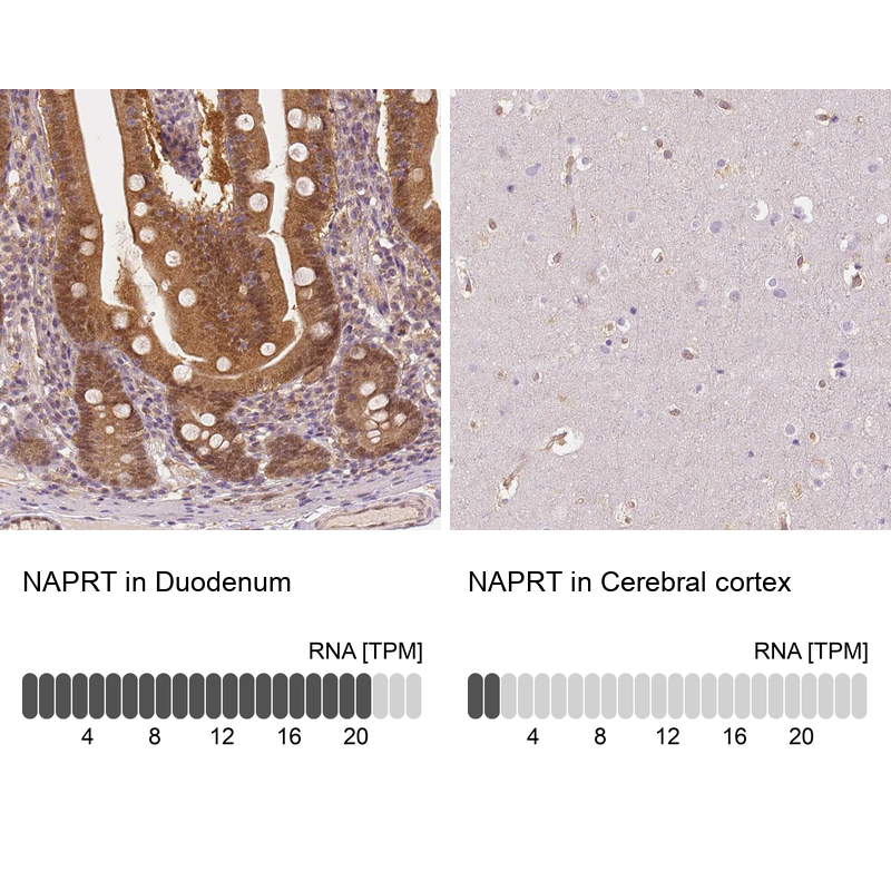 Atlas Antibodies Anti-NAPRT Antibody