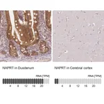 Atlas Antibodies Anti-NAPRT Antibody