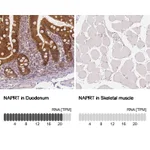 Atlas Antibodies Anti-NAPRT Antibody