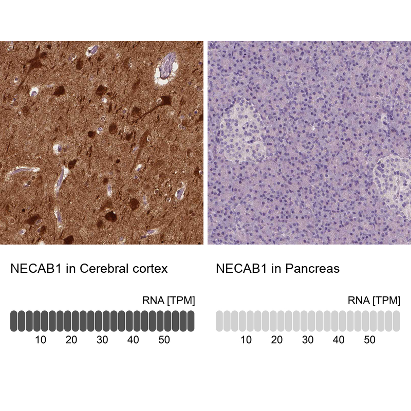 Atlas Antibodies Anti-NECAB1 Antibody