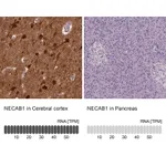 Atlas Antibodies Anti-NECAB1 Antibody