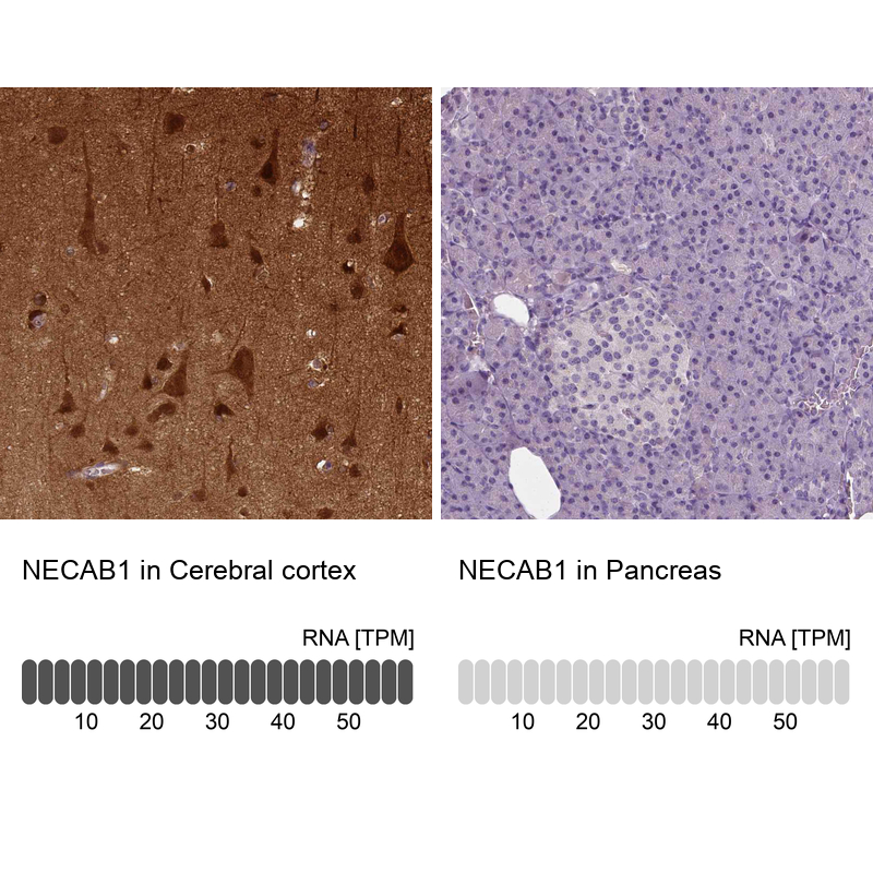 Atlas Antibodies Anti-NECAB1 Antibody
