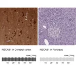 Atlas Antibodies Anti-NECAB1 Antibody