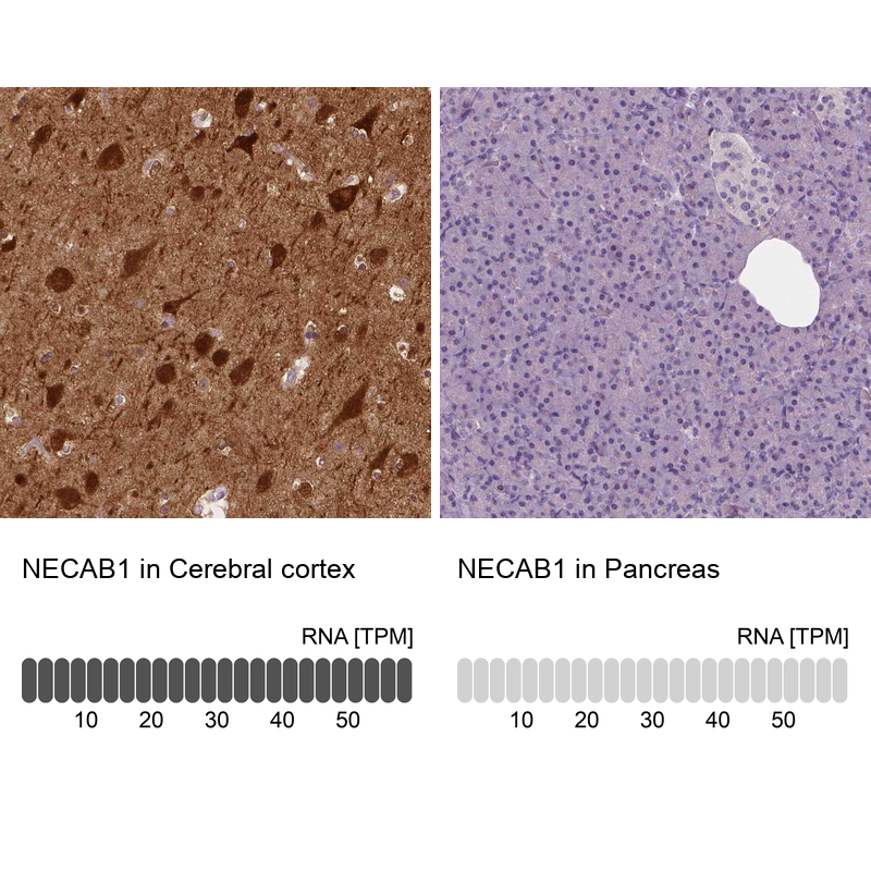 Atlas Antibodies Anti-NECAB1 Antibody