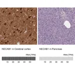 Atlas Antibodies Anti-NECAB1 Antibody
