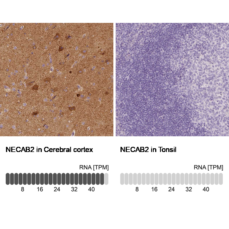 Atlas Antibodies Anti-NECAB2 Antibody