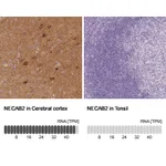 Atlas Antibodies Anti-NECAB2 Antibody