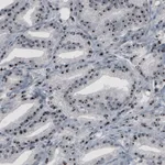 Atlas Antibodies Anti-NOP56 Antibody